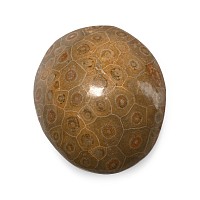 Large Polished Fossil Coral Head
