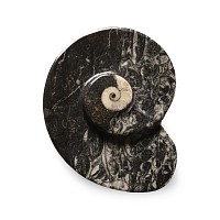 Polished Fossil Goniatite Dish