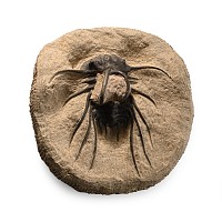 Dicranurus Monstrosus Composite Fossil Trilobite