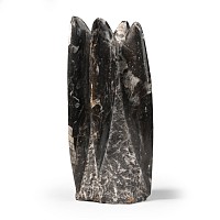 Polished Fossil Orthoceras Column
