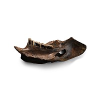 Stone Age Neanderthal Period Beaver Jaw Pendant with Markings