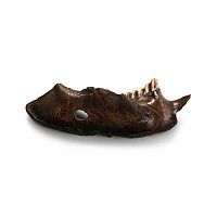 Stone Age Neanderthal Period Beaver Jaw Pendant with Markings
