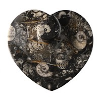 Fossil Goniatite Heart-Shaped Trinket Tray