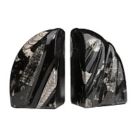 Polished Orthoceras Fossil Bookends