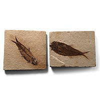 Knightia Fossil Fish on Matrix Group