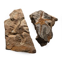 Fossil Brittle Star on Matrix Pair