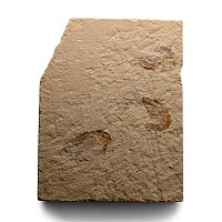 Lebanese Fossil Shrimp Plate