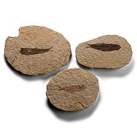 Knightia Fossil Fish on Matrix Group