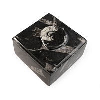 Polished Fossil Goniatite Trinket Box