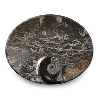 Polished Fossil Goniatite Bowl