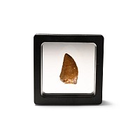 Carcharodontosaurus North African 'T-Rex' Fossil Dinosaur Tooth