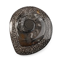 Polished Fossil Goniatite Plate