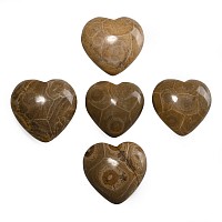 Polished Fossilised Coral Head Heart Group