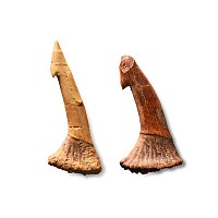 Fossil Sawfish Rostral Spine Group