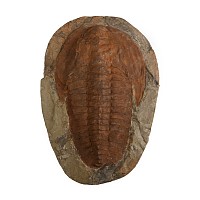 Large Cambropallas Fossil Trilobite