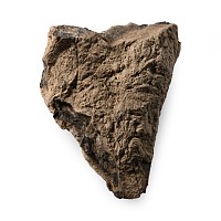 Tyrannosaurus Fossil Coprolite 'T-Rex Dung'