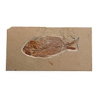 Lebanese Nematonotus Fossil Fish in Matrix