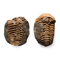 Fossil Flexicalymene Trilobite