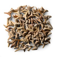 Fossil Sand Shark Tooth Group