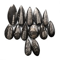 Polished Fossil Orthoceras Group