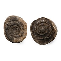 Whitby Ammonite Fossil Nodule