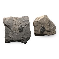 Elrathia Fossil Trilobites in Matrix