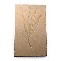 Lebanese Fossil Sapindopsis Plant Leaf