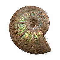 Iridescent Fossil Cleoniceras Ammonite