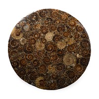 Composite Polished Fossil Ammonite Plate