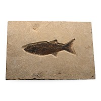 Mioplosus Fossil Fish