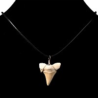 Fossil Otodus Shark Tooth Necklace