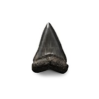Large Fossilised Great White Shark's Tooth