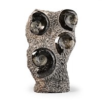 Polished Fossil Goniatite Display