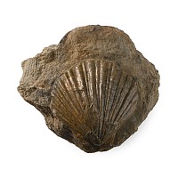 English Fossil Scallop Shell