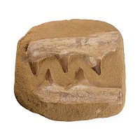 Mosasaur 'Marine Dinosaur' Composite Fossil Teeth on Matrix