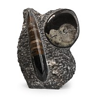Polished Fossil Goniatite and Orthoceras Display