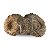 Double Agadir Fossil Ammonite