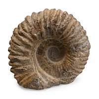 Agadir Fossil Ammonite