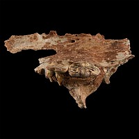 Cave Bear Fossil Upper Jaw Section