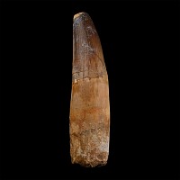 Large Spinosaurus Dinosaur Fossil Tooth