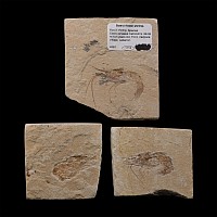 Fossil Shrimp Group