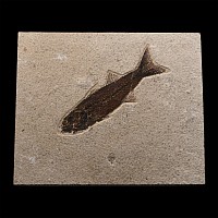 Fossil Mioplosus Fish