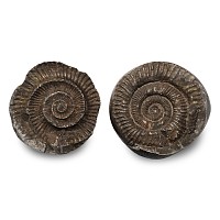Fossil Dactylioceras Ammonite Nodule