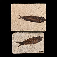 Fossil Knightia Fish Pair