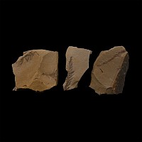 Fossil Dawn Redwood Leaf Group