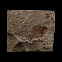 Fossil Diplomystus Fish