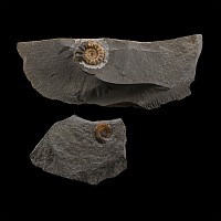 Fossil Promicroceras Ammonite Pair