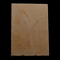 Fossil Sapindopsis Plant Leaf