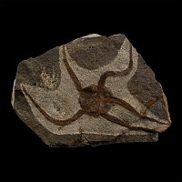 Fossil Brittle Star