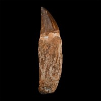 Mosasaur 'Marine Dinosaur' Tooth with Root
